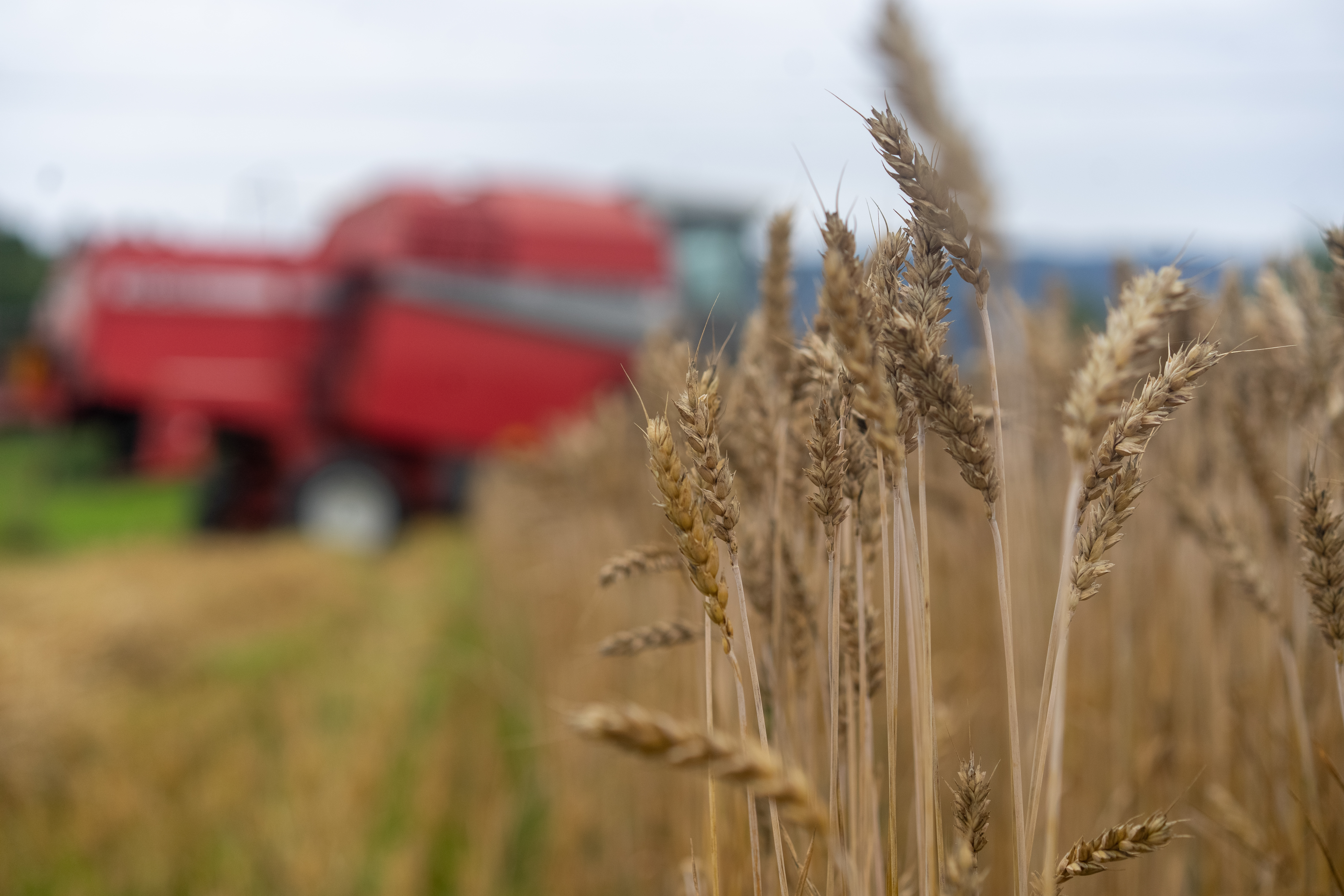 Korn som står klar til høsting ute på et jorde.