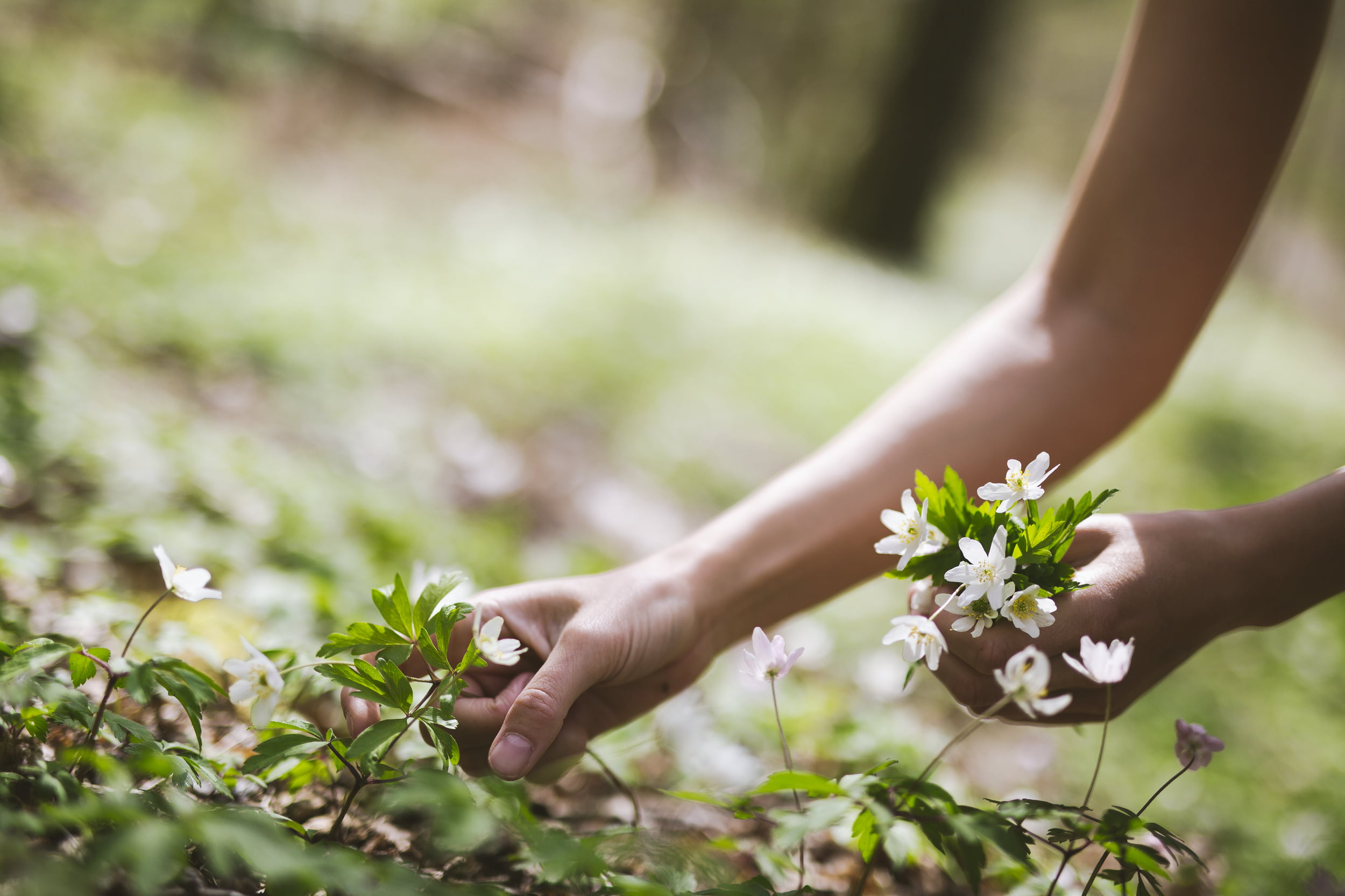 Dame plukker hvitveis